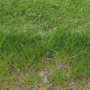 Grass Paving